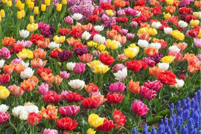 Tilbudspakke 'Dobbelte Tulipaner'